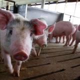 oink