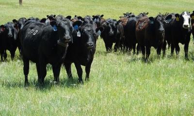 Iowa cattle